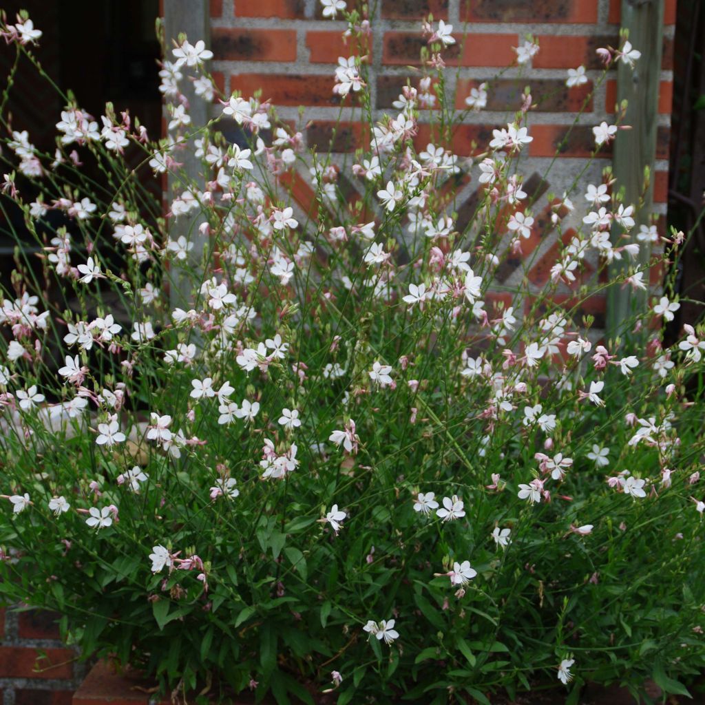 Prachtkerze White - Gaura lindheimeri