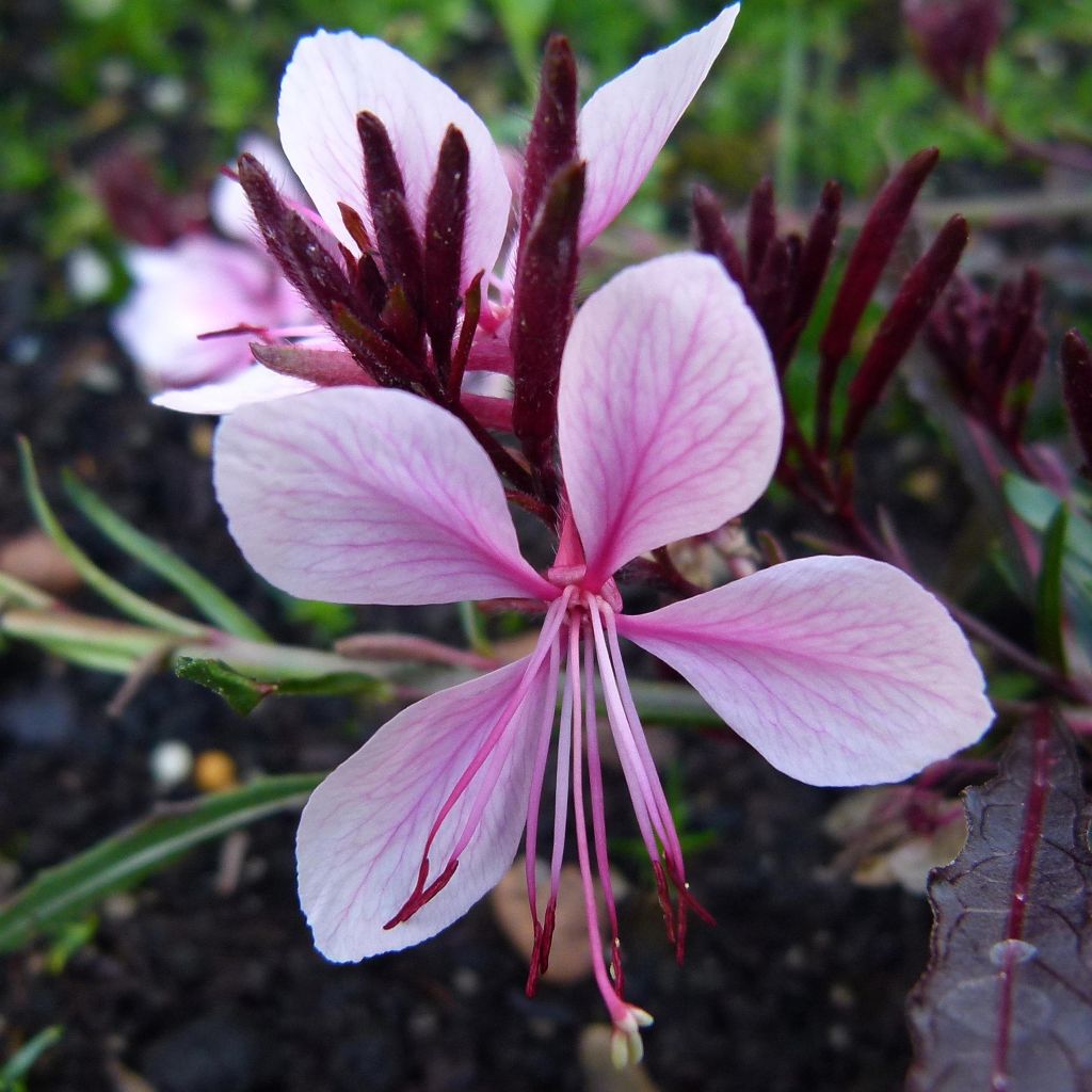 Prachtkerze White - Gaura lindheimeri