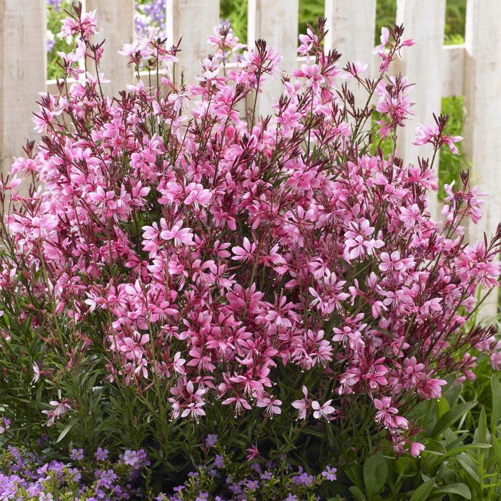 Gaura lindheimeri Baby Butterfly Dark Pink ® - Gaura de Lindheimer nain