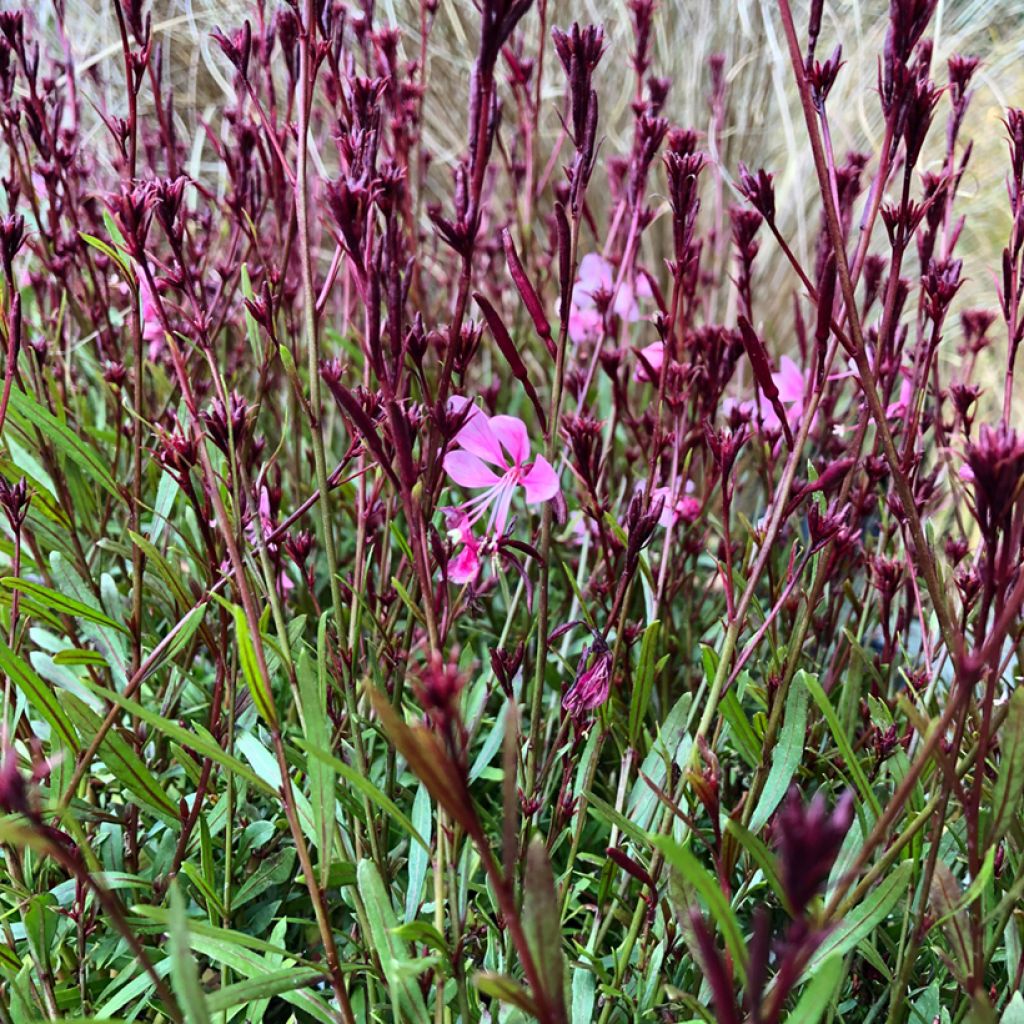 Gaura lindheimeri Baby Butterfly Dark Pink - Gaura de Lindheimer nain