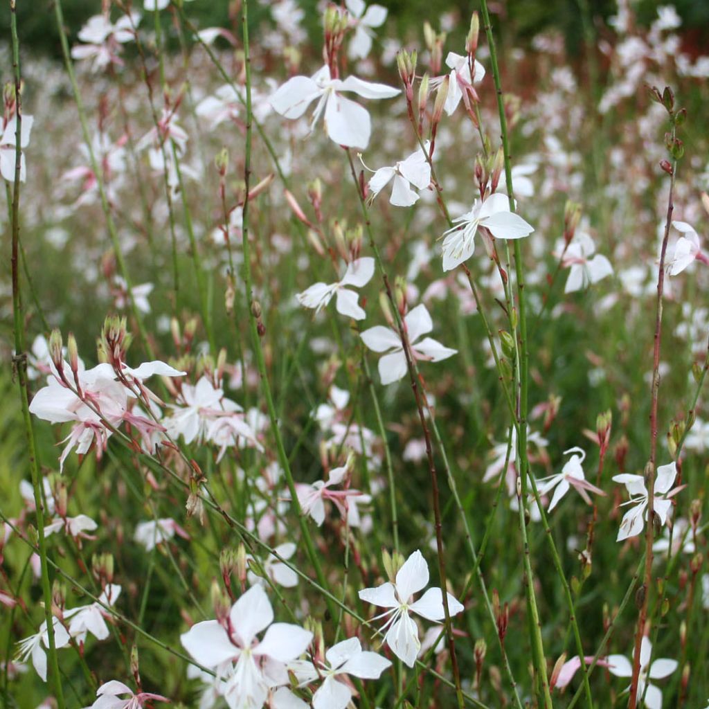 Gaura lindheimeri Blanche - Gaura de Lindheimer 