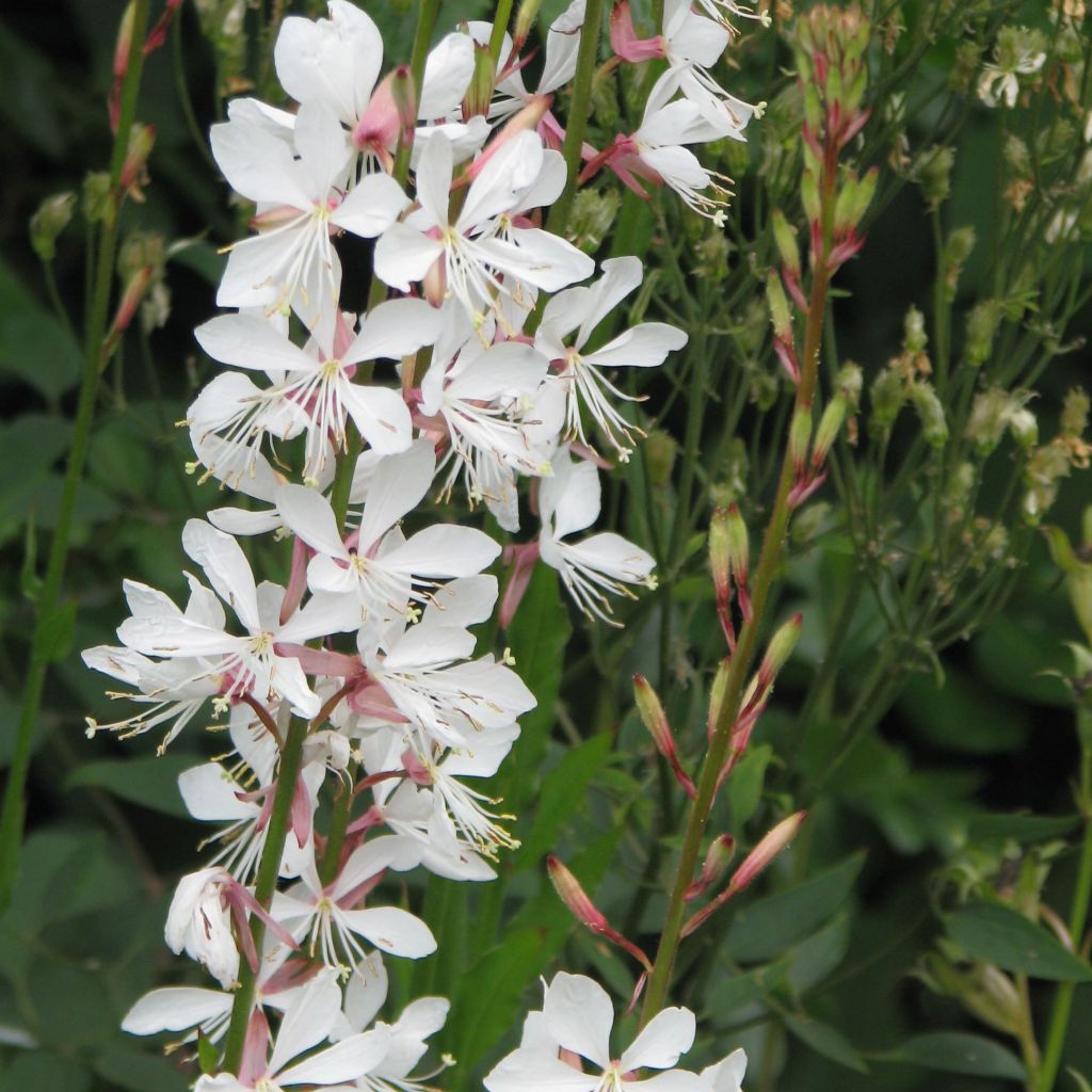 Gaura lindheimeri Blanche - Gaura de Lindheimer 