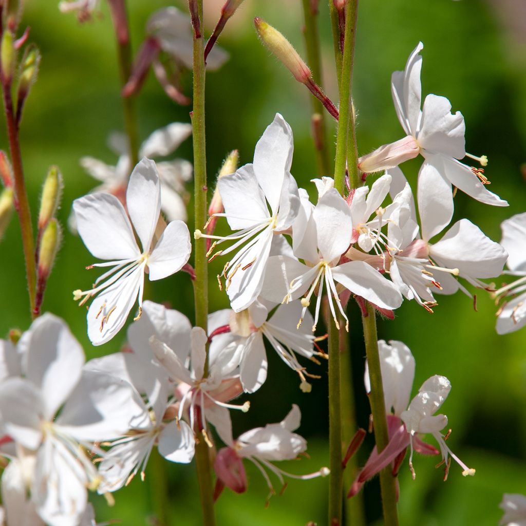 Prachtkerze White - Gaura lindheimeri