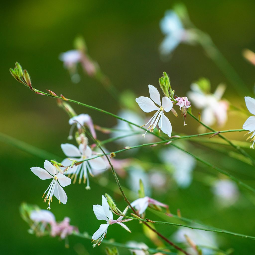 Prachtkerze White - Gaura lindheimeri