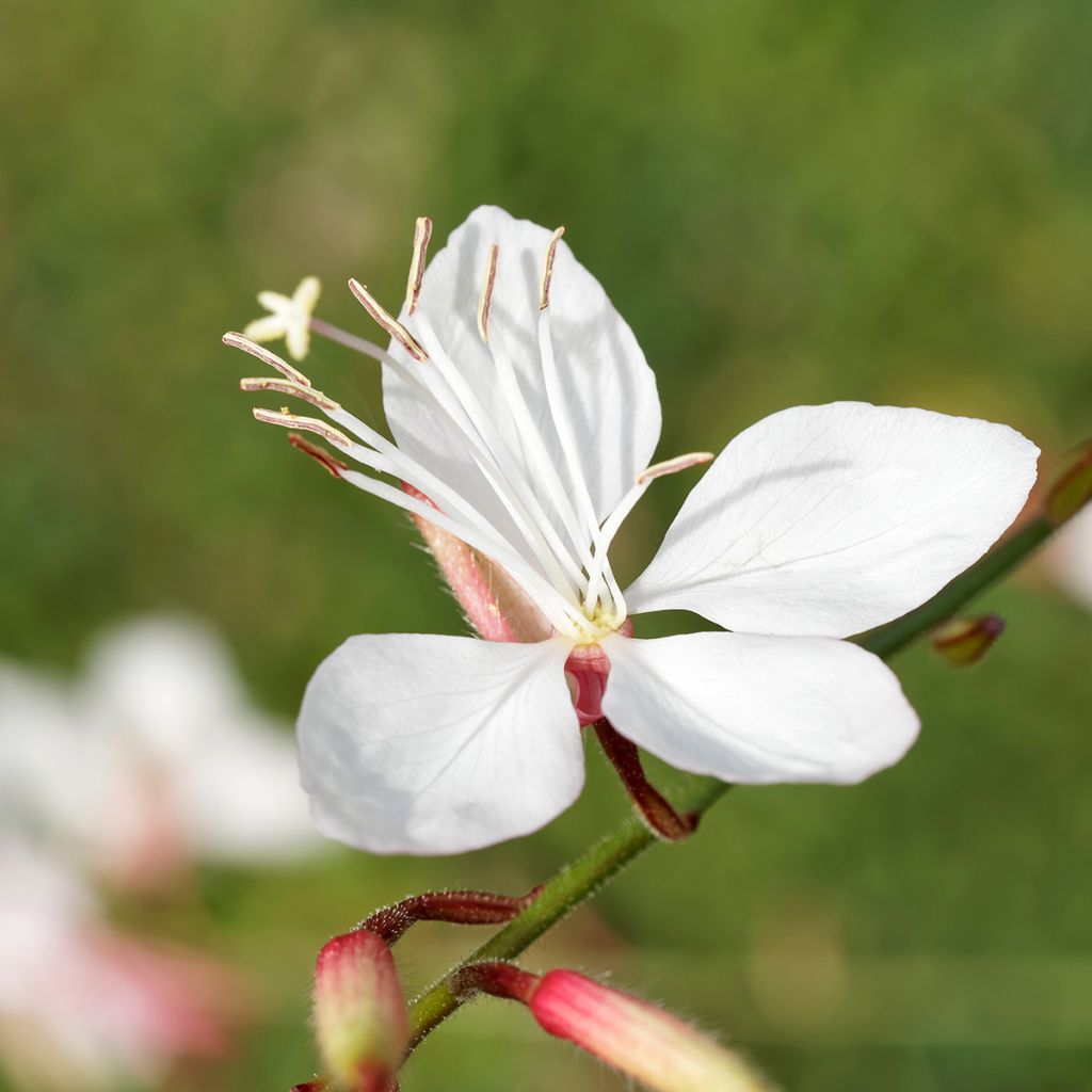 Prachtkerze White - Gaura lindheimeri