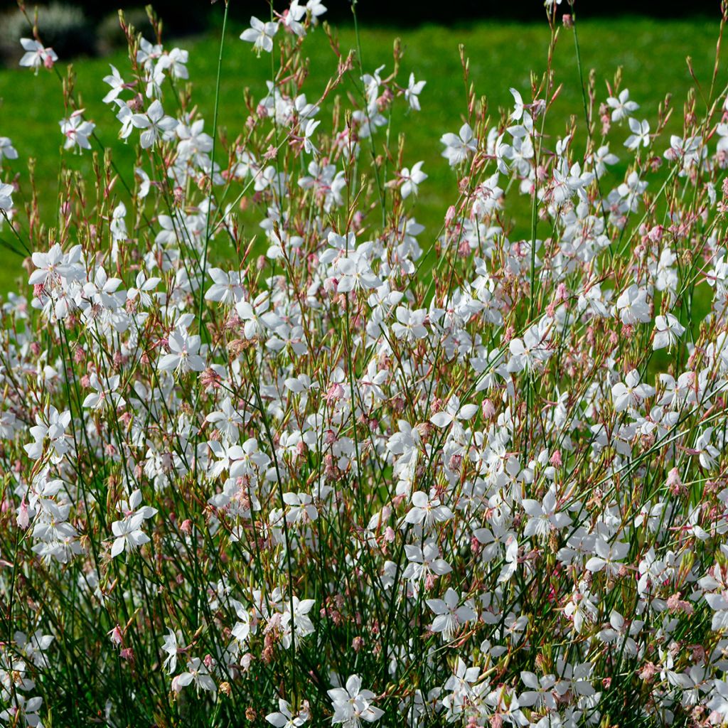 Prachtkerze White - Gaura lindheimeri