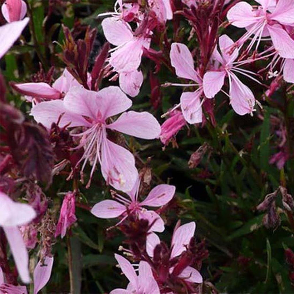 Prachtkerze Blaze - Gaura lindheimeri