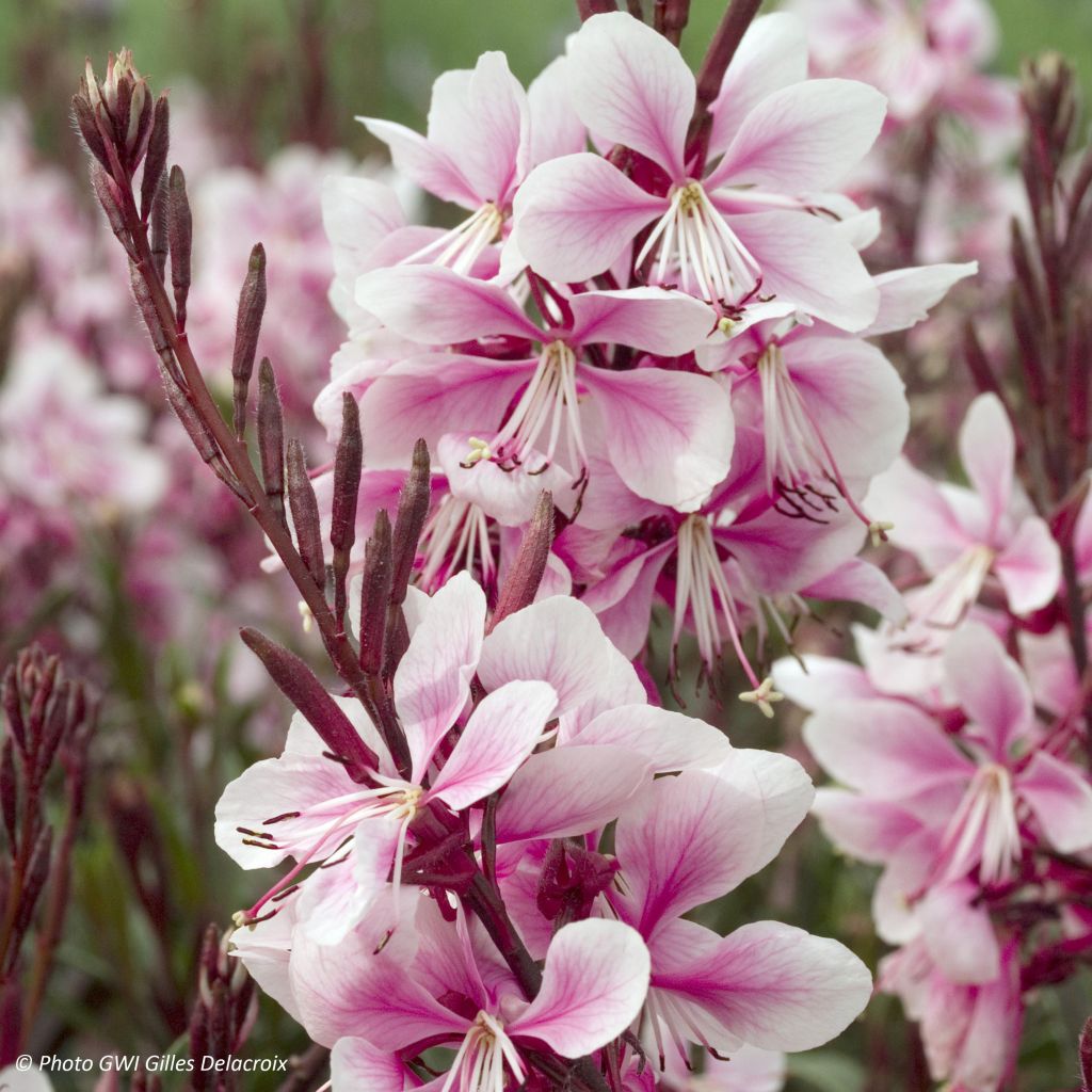 Prachtkerze Cherry Brandy - Gaura lindheimeri