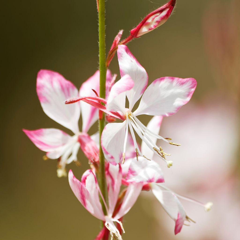 Prachtkerze Freefolk Rosy - Gaura lindheimeri