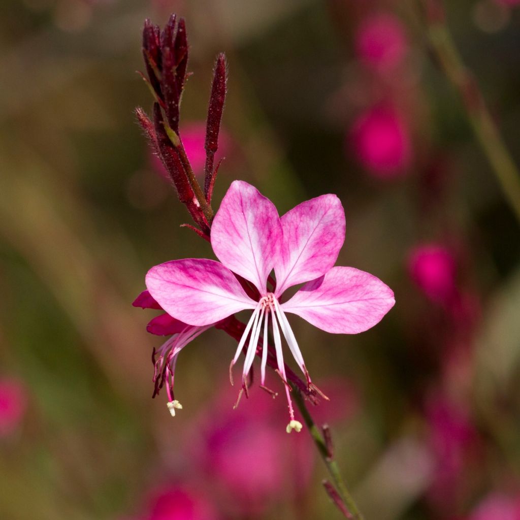 Prachtkerze Lollipop Pink - Gaura lindheimeri