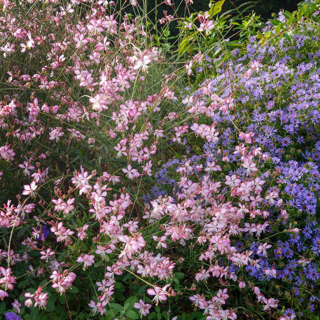 Prachtkerze Rosy Jane - Gaura lindheimeri