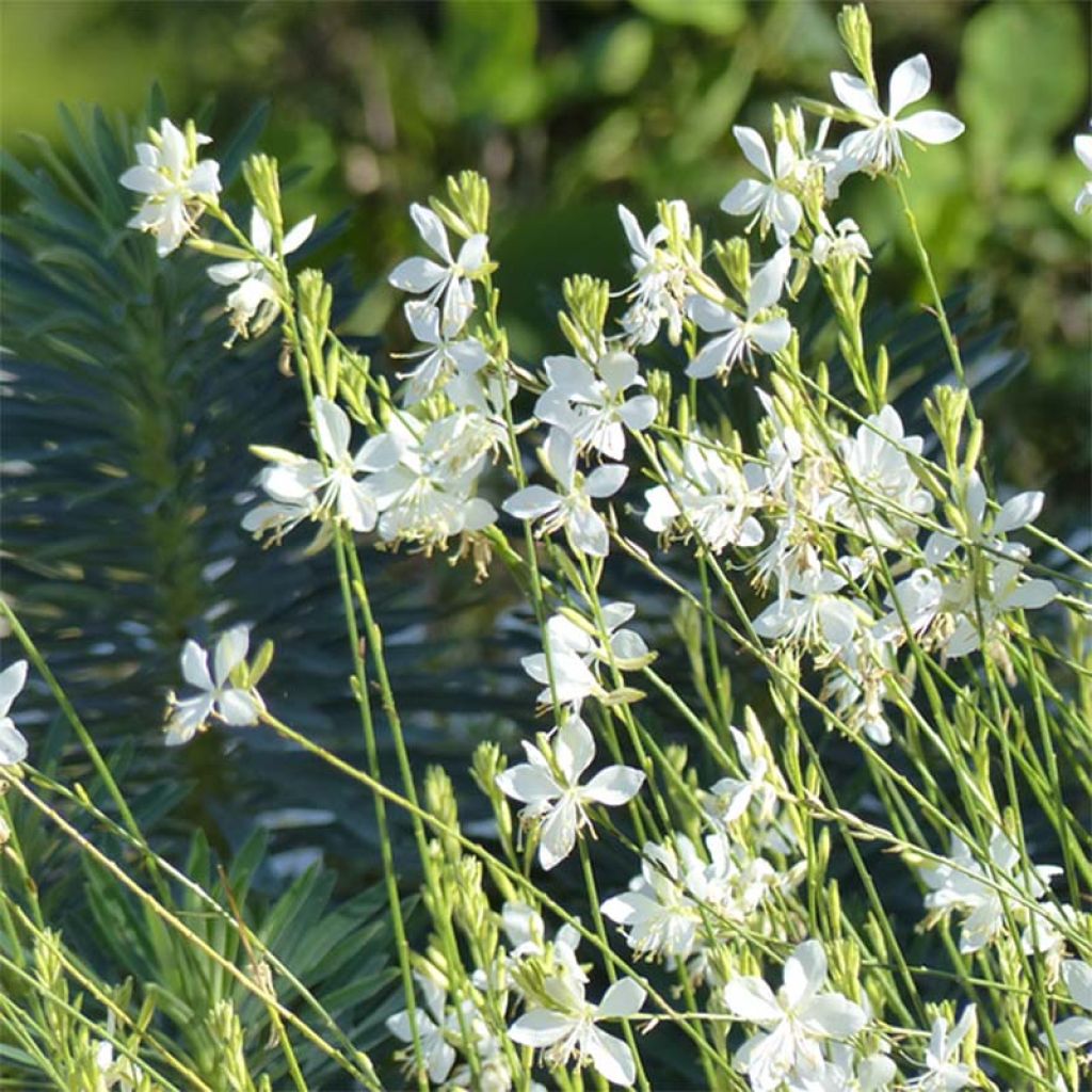 Prachtkerze Snowbird - Gaura lindheimeri