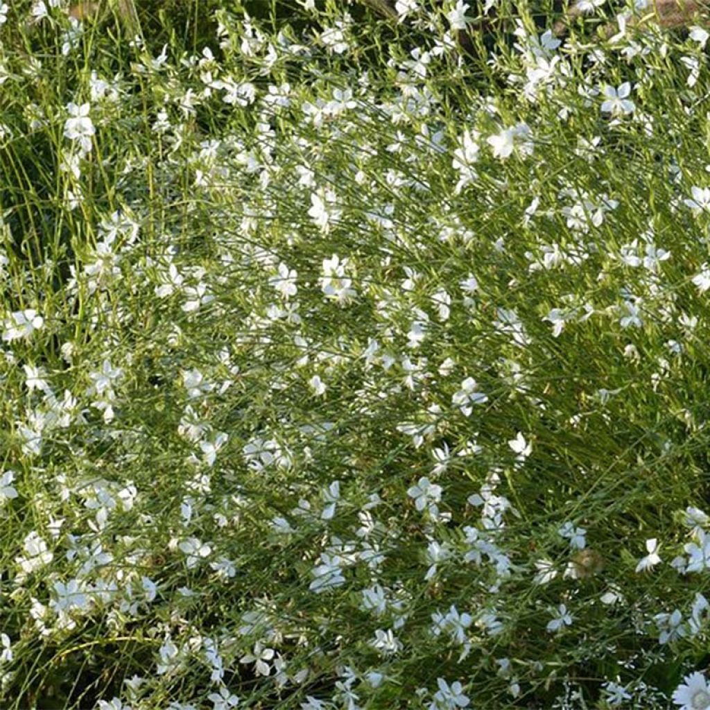 Prachtkerze Snowbird - Gaura lindheimeri