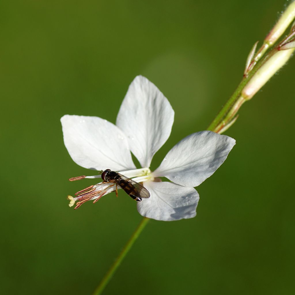 Prachtkerze Snowbird - Gaura lindheimeri