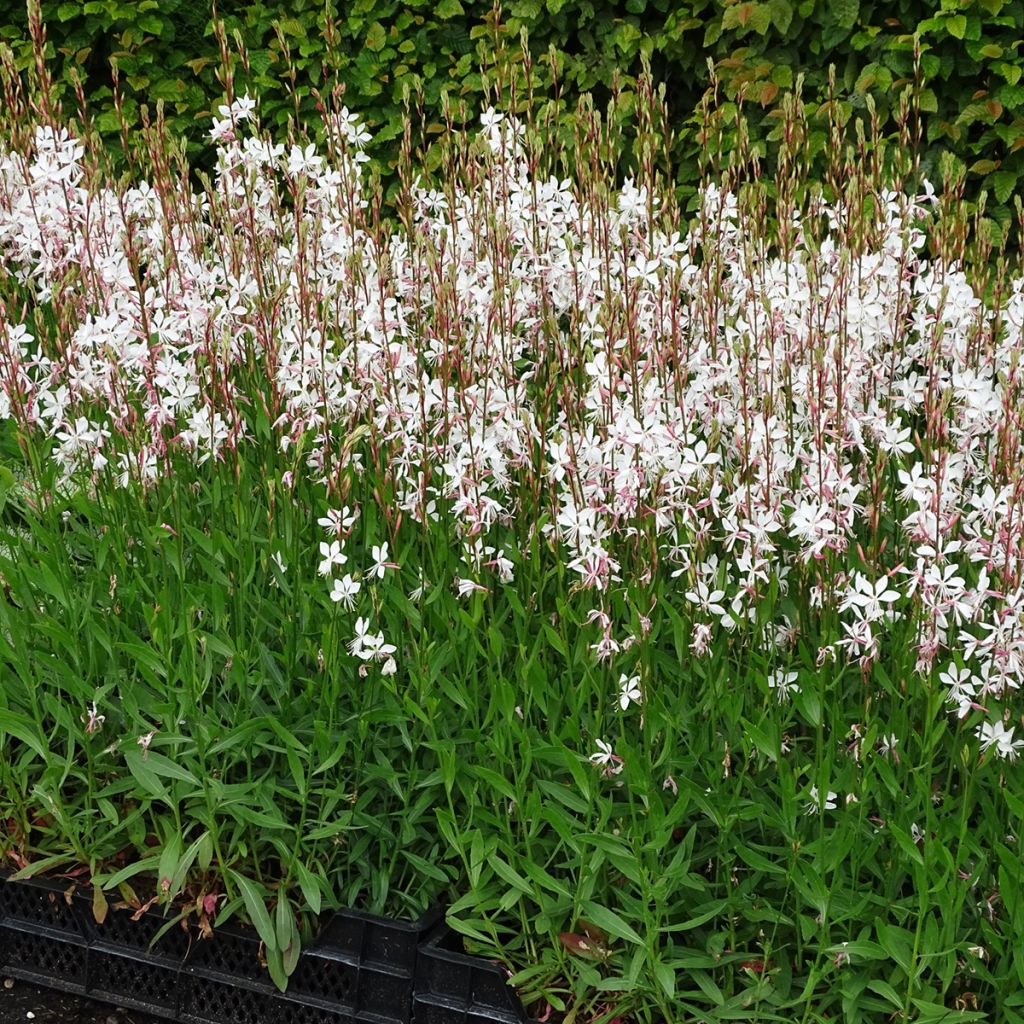 Prachtkerze Whirling Butterflies - Gaura lindheimeri