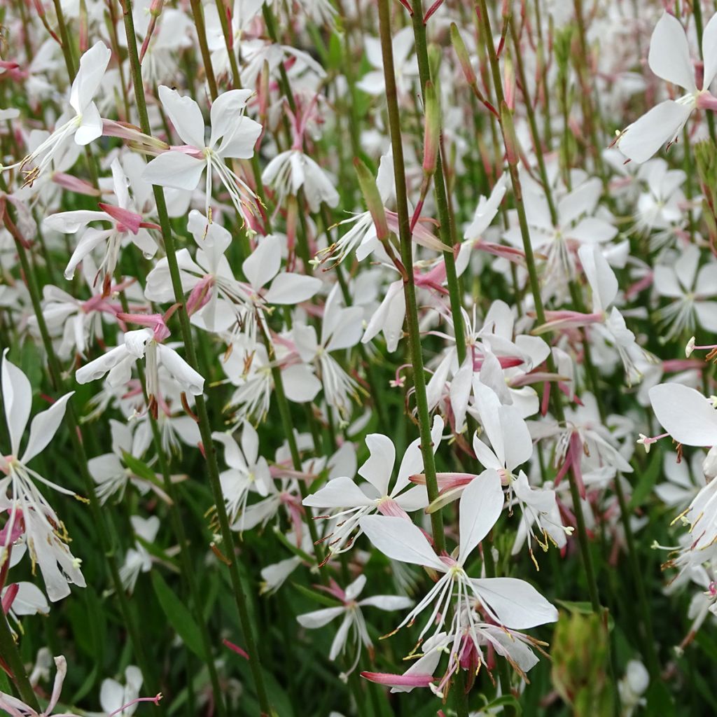 Prachtkerze Whirling Butterflies - Gaura lindheimeri