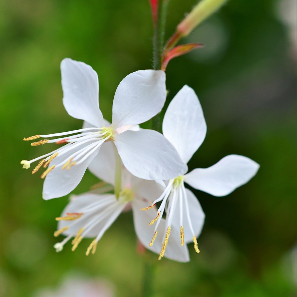 Prachtkerze Snowstorm - Gaura lindheimeri