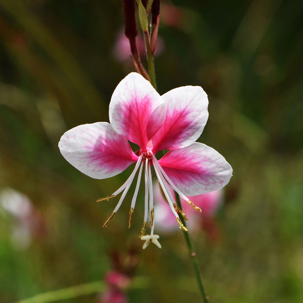 Prachtkerze Siskiyou pink - Gaura lindheimeri