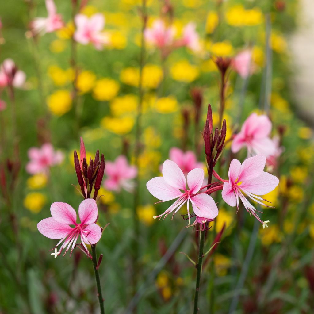 Prachtkerze Siskiyou pink - Gaura lindheimeri