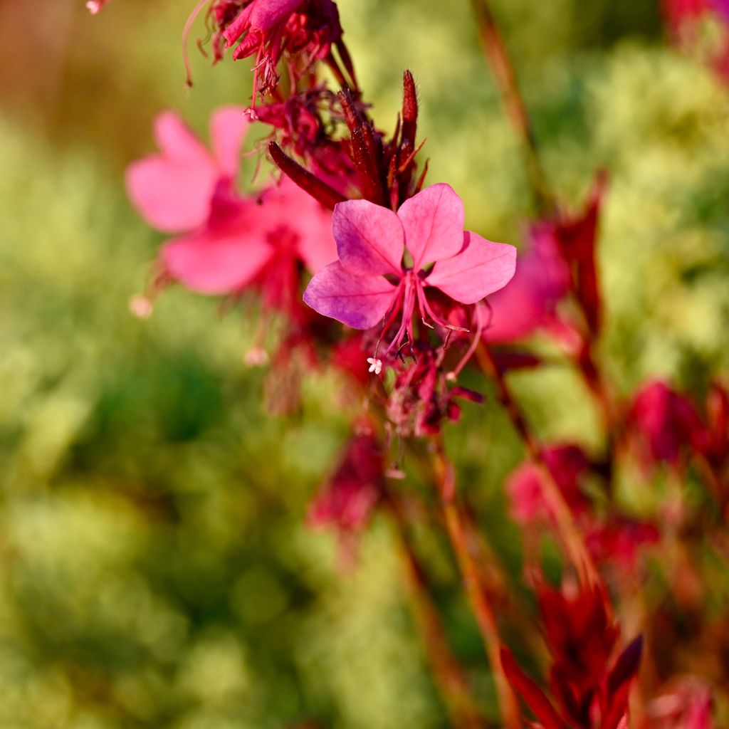 Prachtkerze Siskiyou pink - Gaura lindheimeri