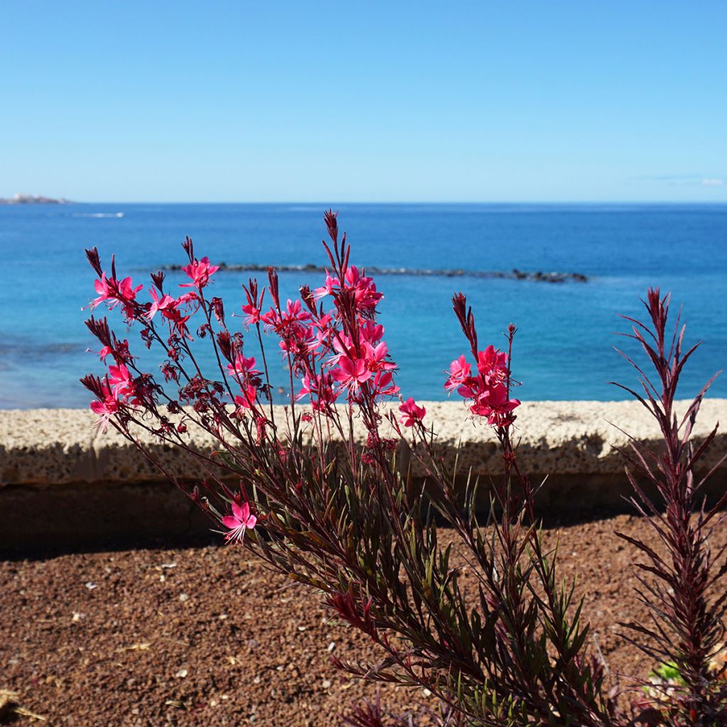 Prachtkerze Siskiyou pink - Gaura lindheimeri