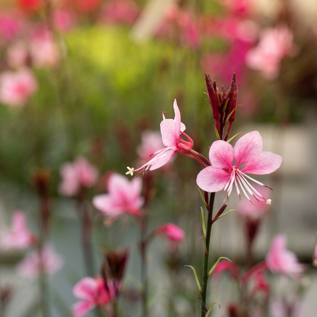 Prachtkerze Siskiyou pink - Gaura lindheimeri