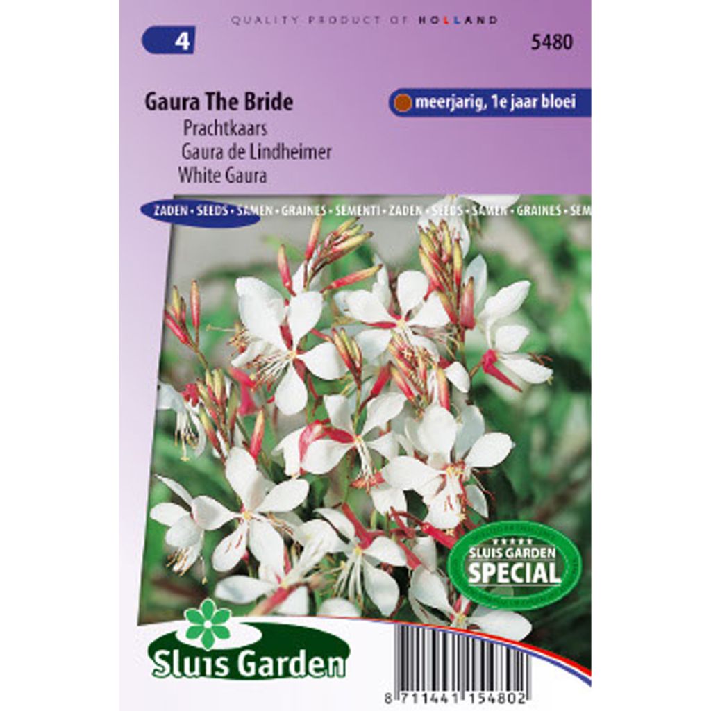 Prachtkerze The Bride (Samen) - Gaura lindheimerii