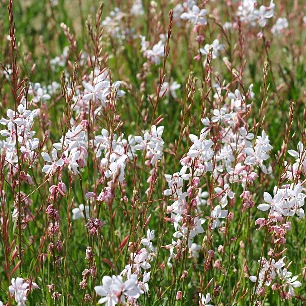 Gaura lindheimeri Elegance - Gaura de Lindheimer rose nacré