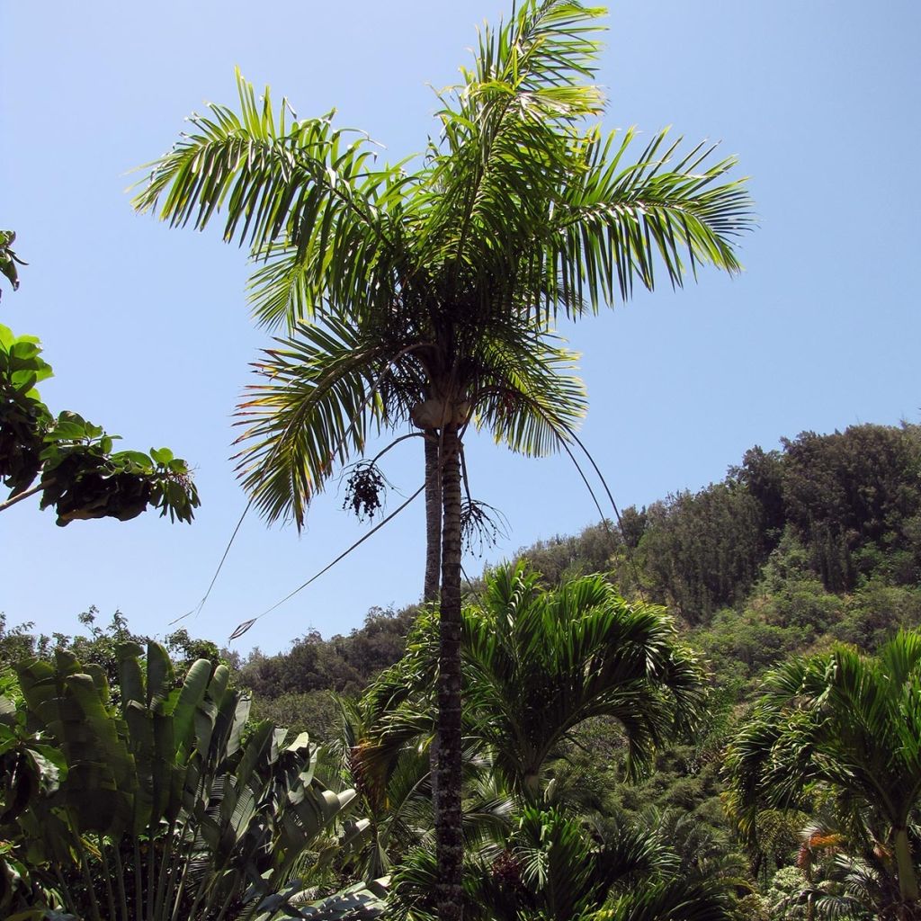 Gaussia maya - Palme