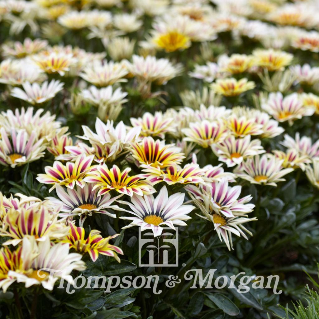 Gazanie Big Kiss White Flame (Samen) - Gazania