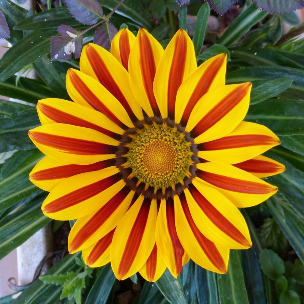 Gazanie Big Kiss Yellow Flame - Gazania