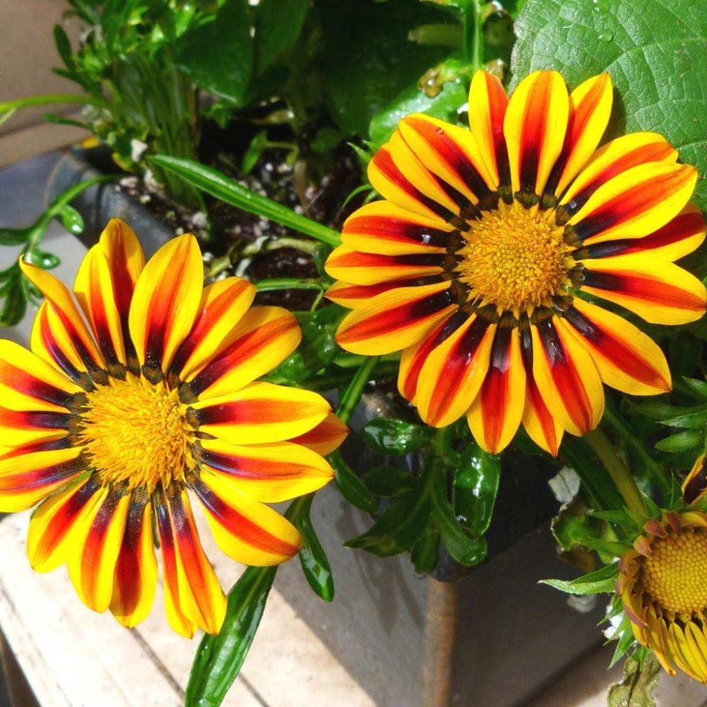 Gazania Big Kiss Yellow Flame 