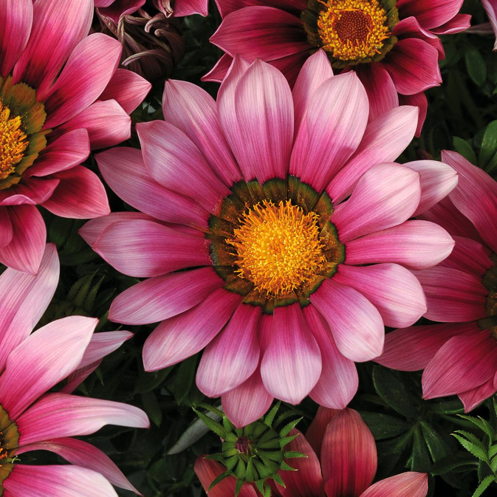 Gazanie New Day Pink Shades - Gazania