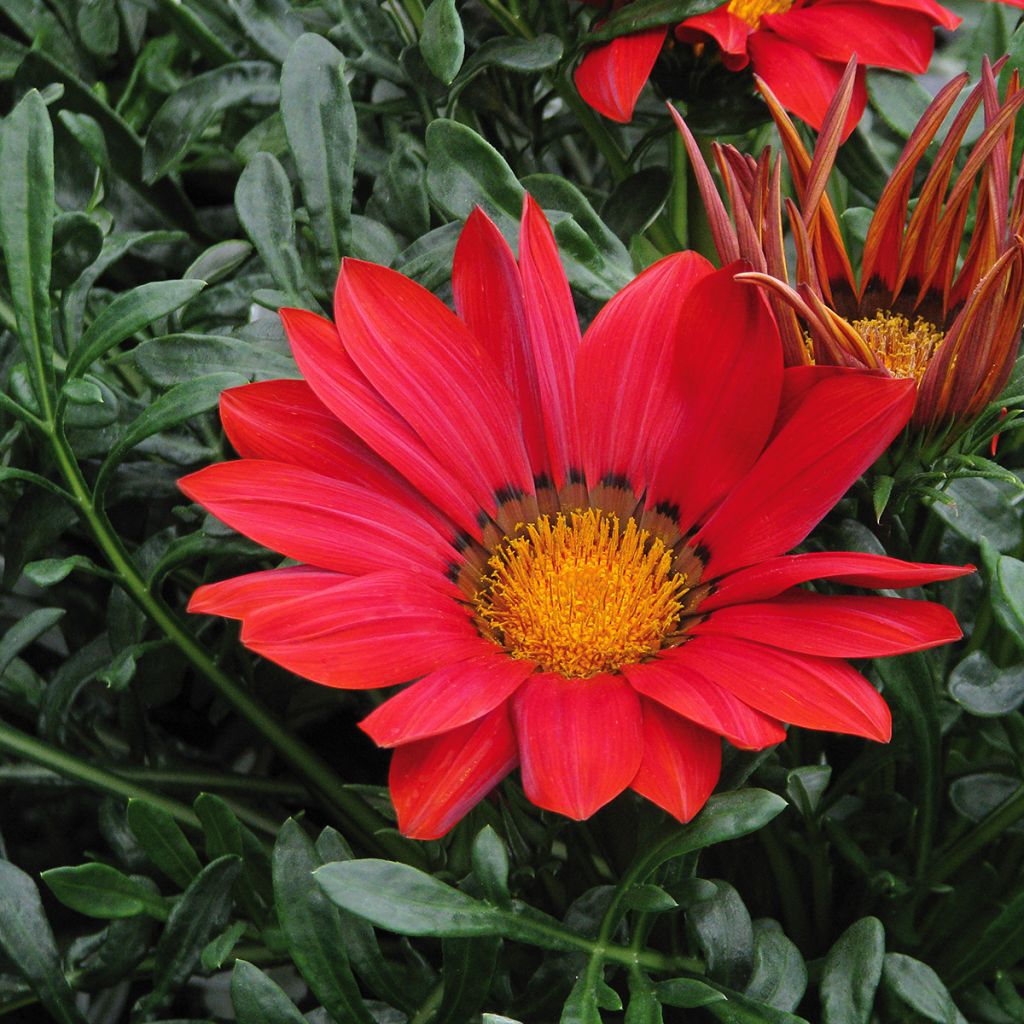 Gazanie New Day Red Shades - Gazania