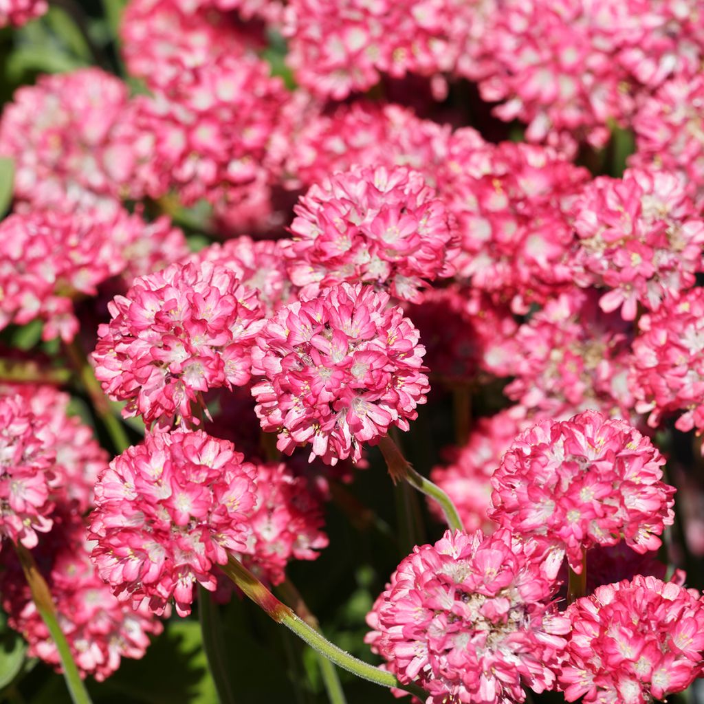 Armeria Ornament - Strand-Grasnelke