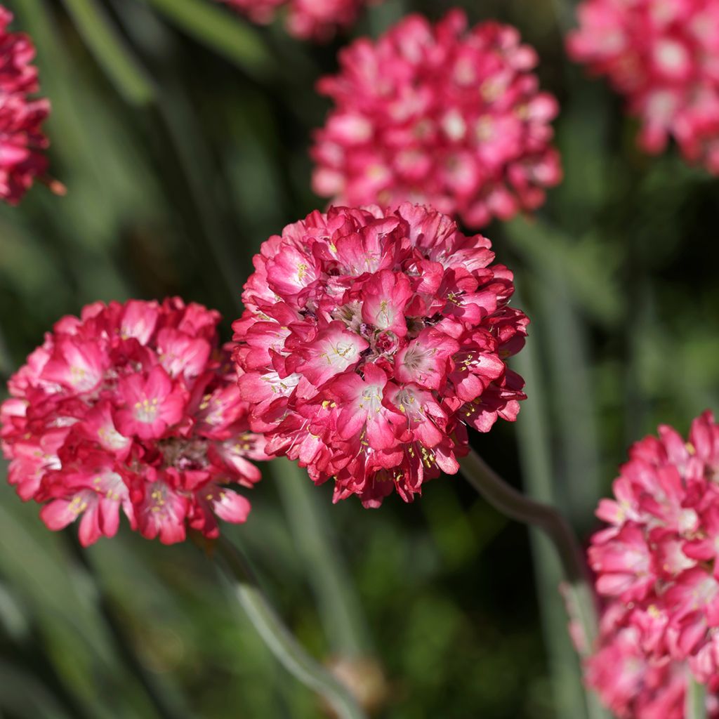 Armeria Ornament - Strand-Grasnelke