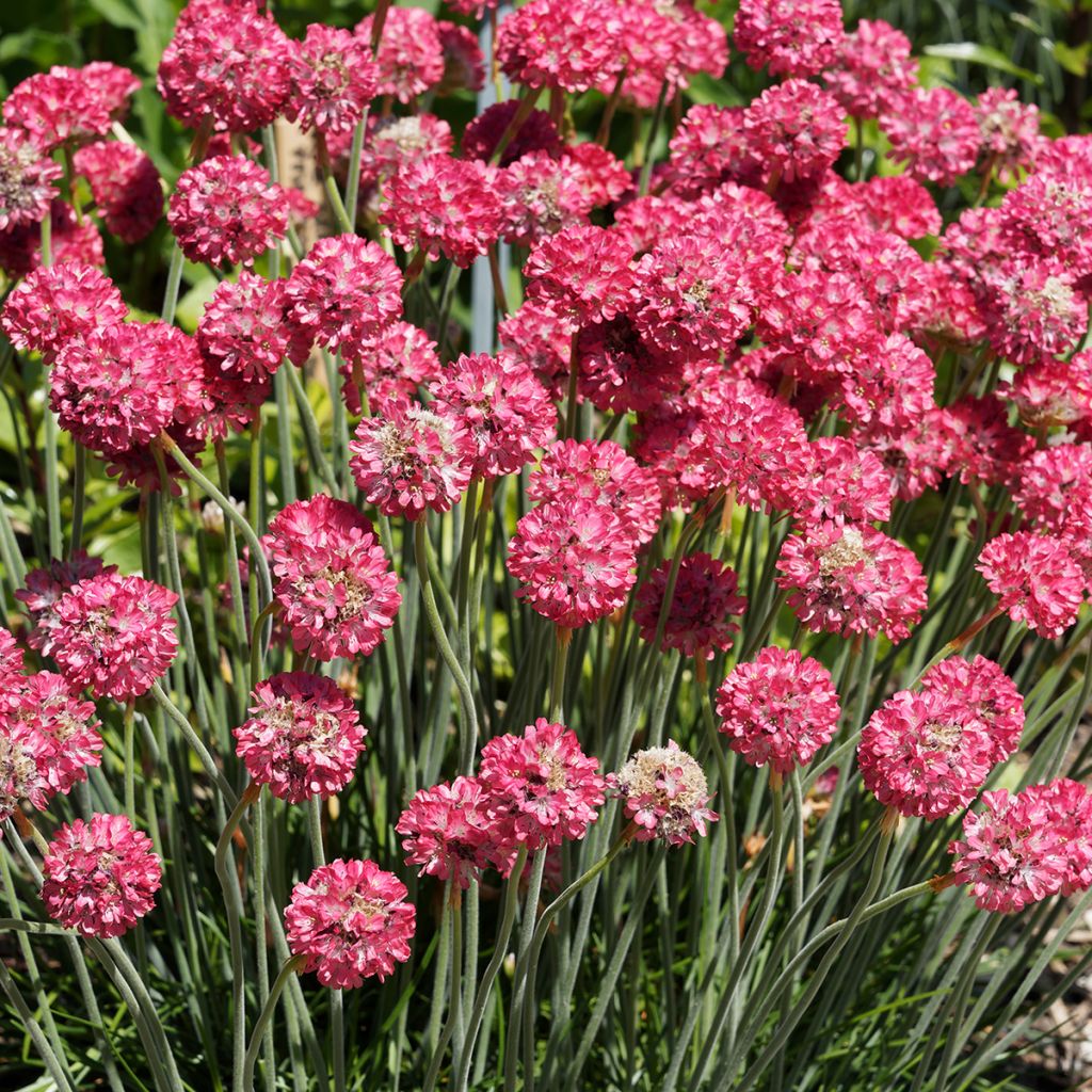 Armeria Ornament - Strand-Grasnelke