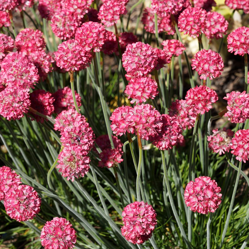 Armeria Ornament - Strand-Grasnelke