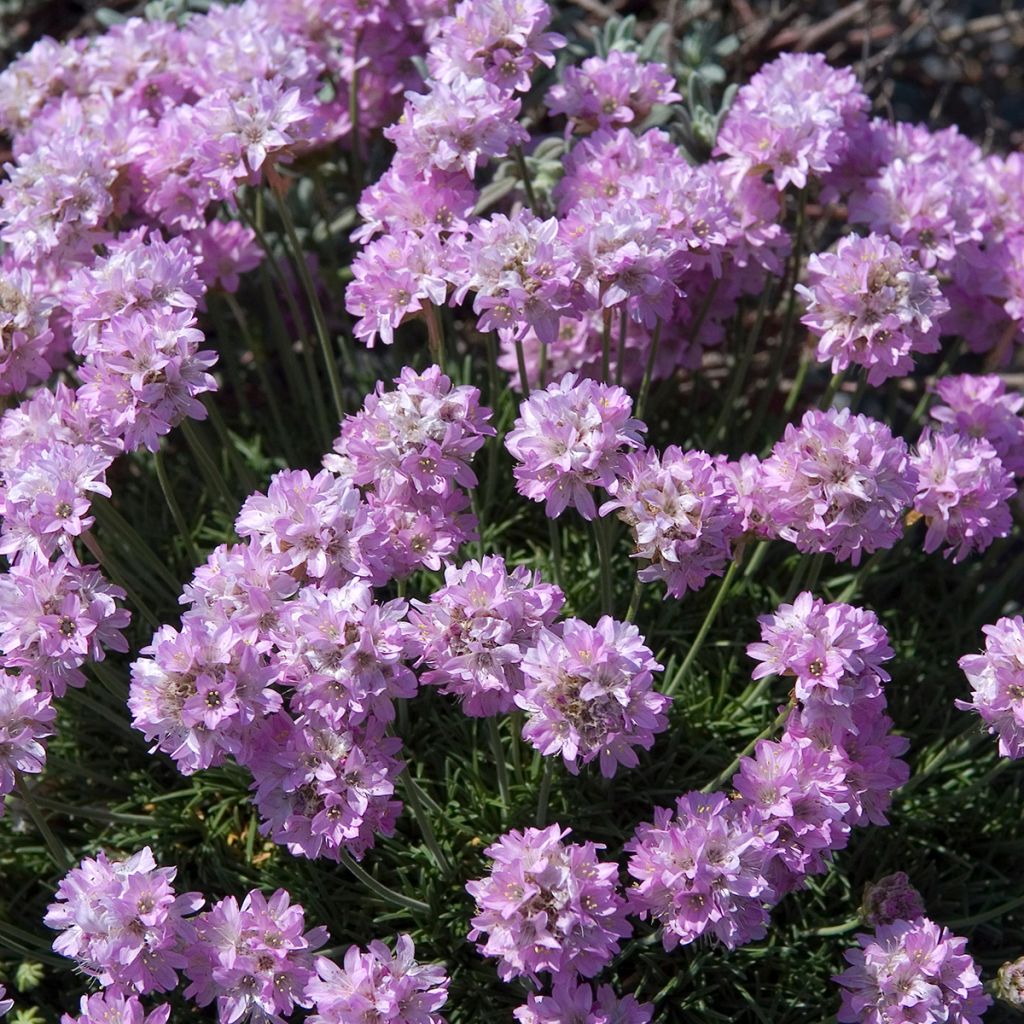 Armeria juniperifolia Bevan s Variety - Zwerg-Grasnelke