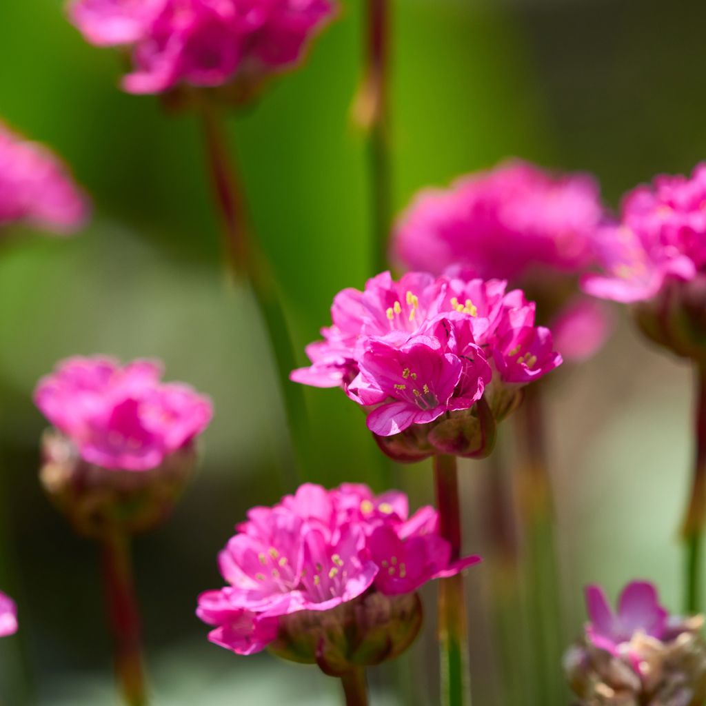 Armeria maritima Düsseldorfer Stolz - Strand-Grasnelke