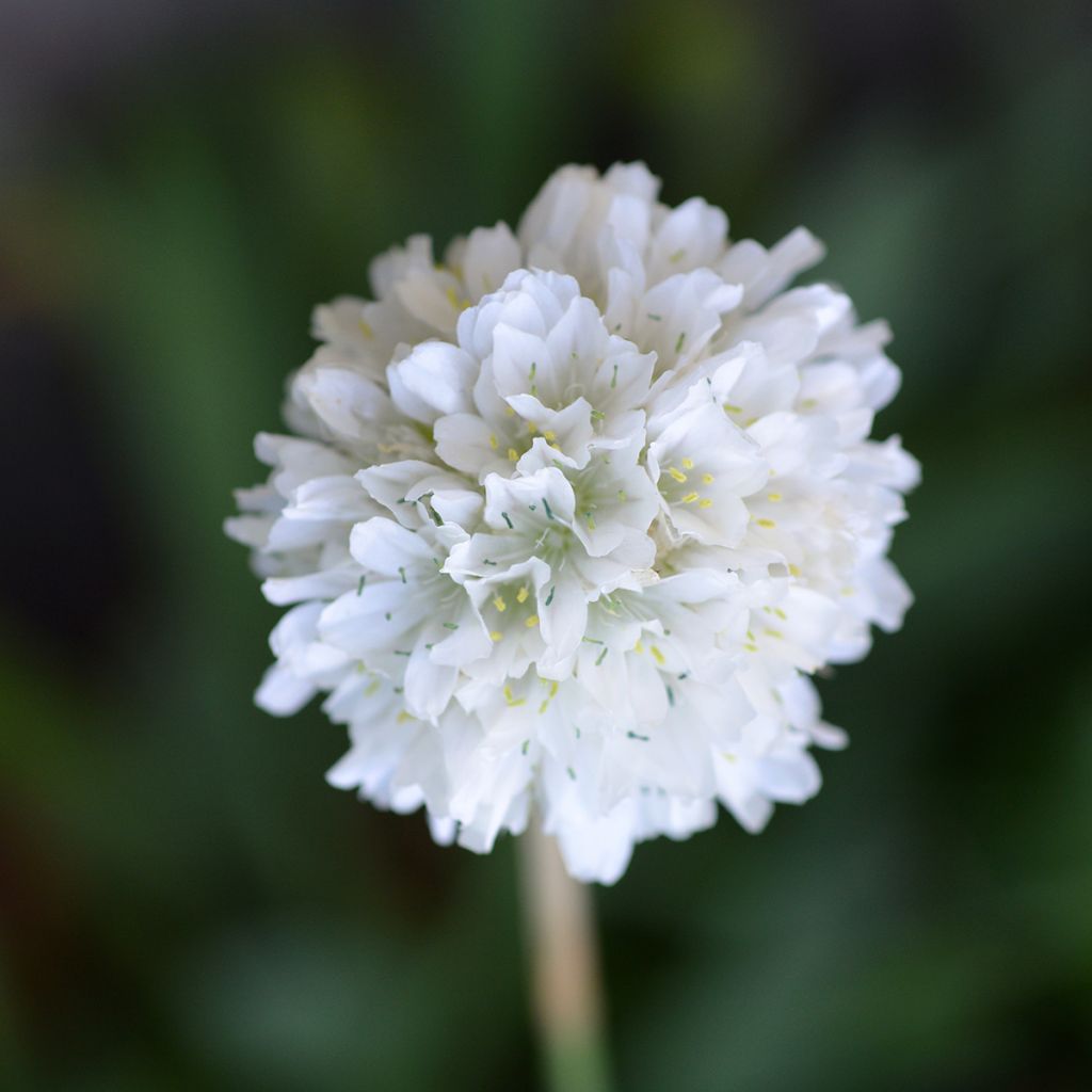 Armeria maritima Alba - Strand-Grasnelke