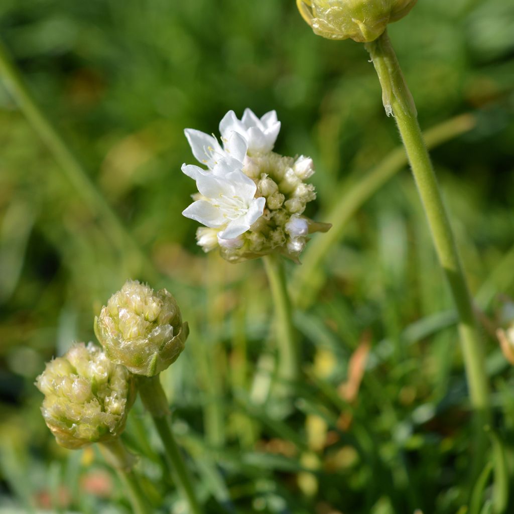 Armeria maritima Alba - Strand-Grasnelke