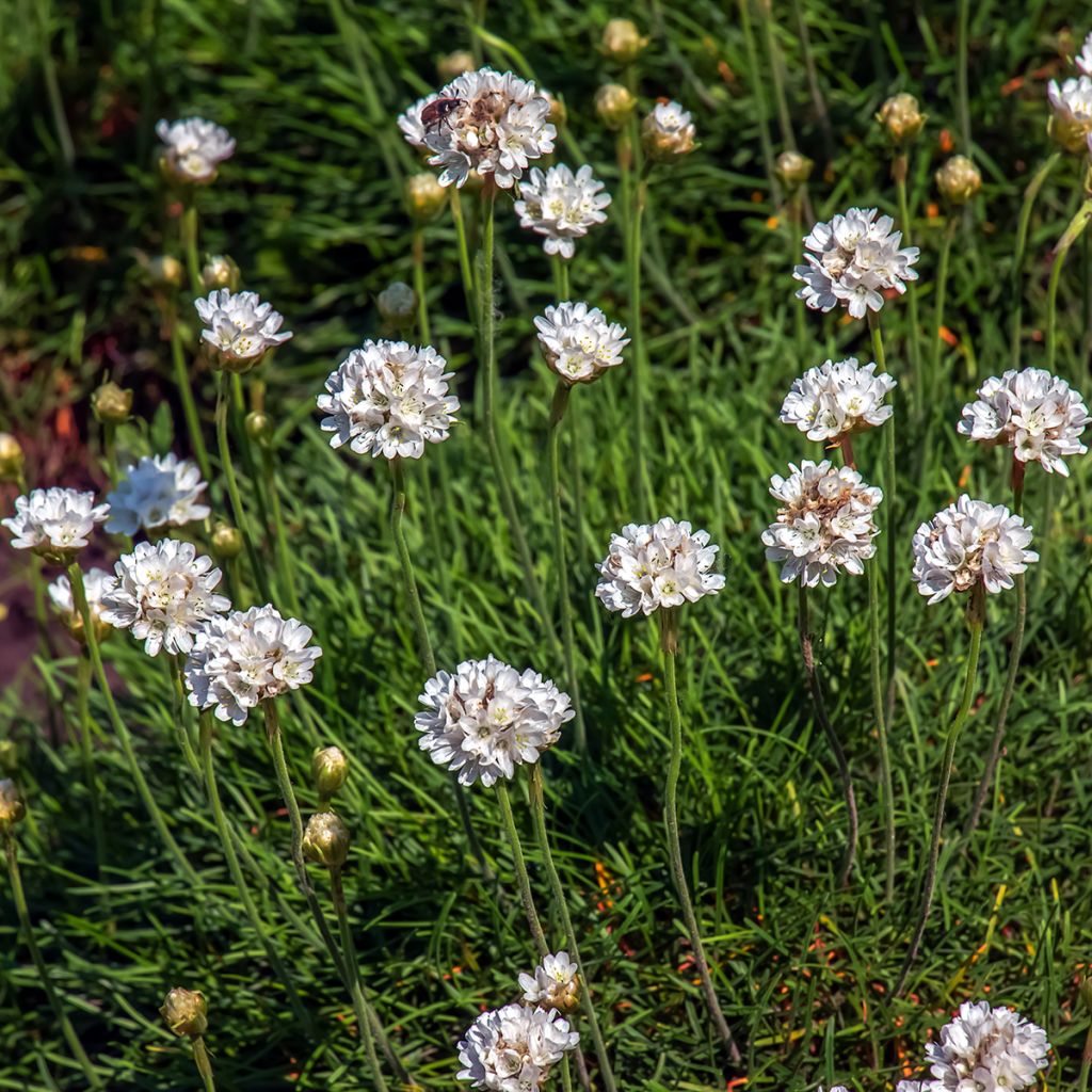 Armeria maritima Alba - Strand-Grasnelke