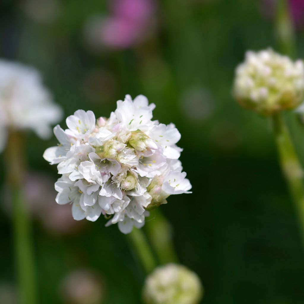 Armeria maritima Alba - Strand-Grasnelke