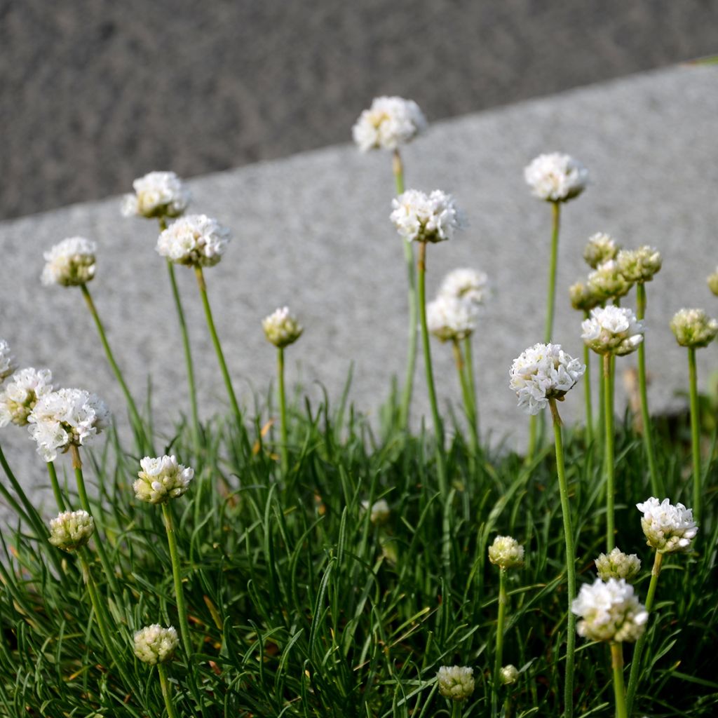 Armeria maritima Alba - Strand-Grasnelke