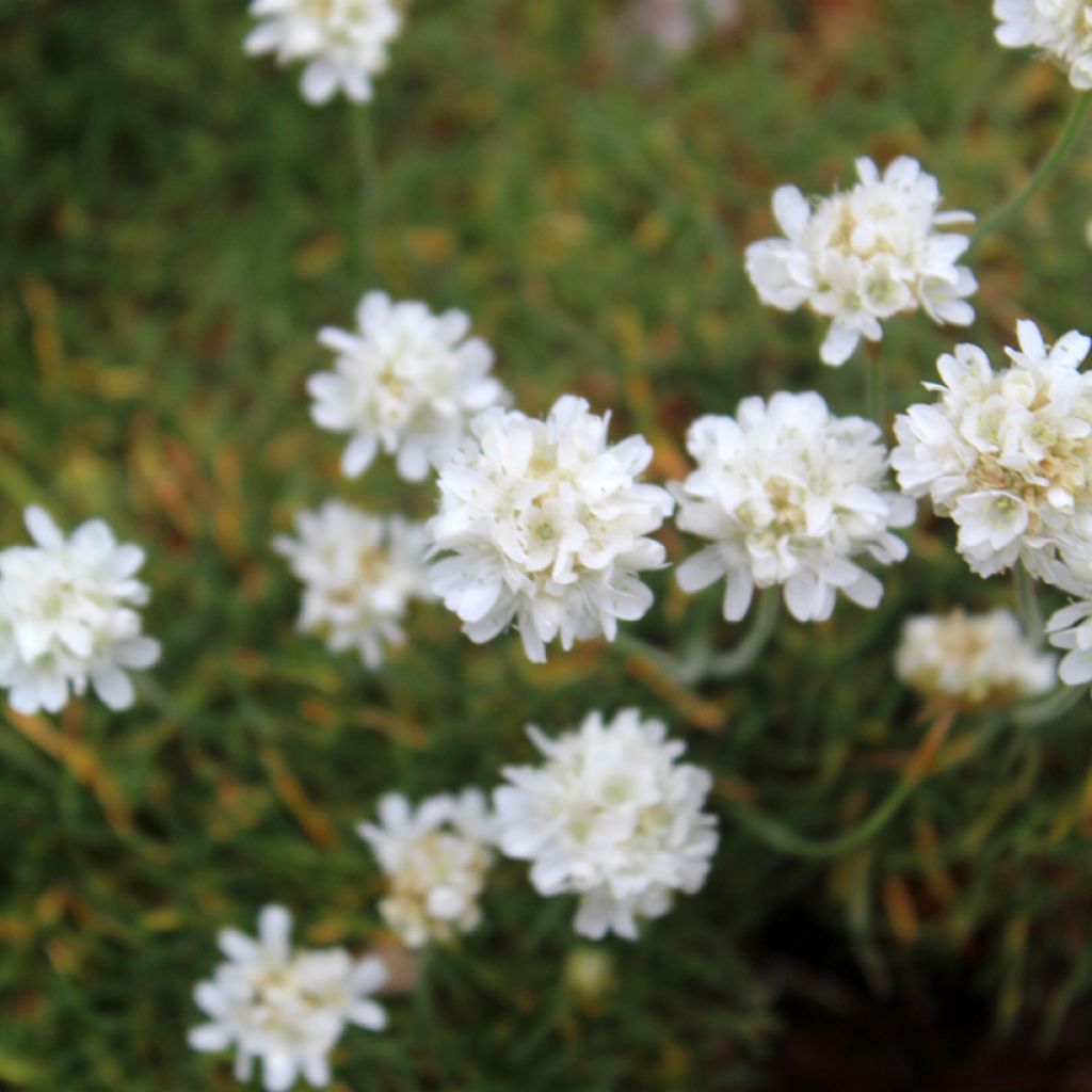 Armeria maritima Alba - Strand-Grasnelke