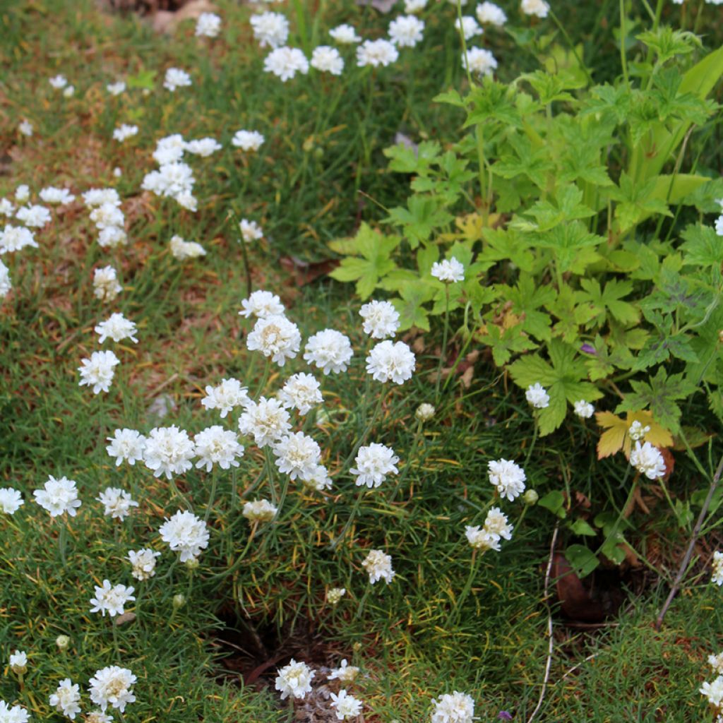 Armeria maritima Alba - Strand-Grasnelke