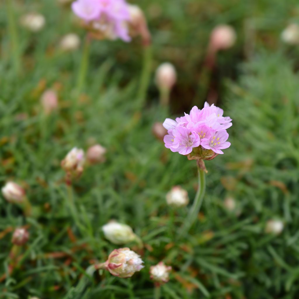 Armeria maritima Rosea - Strand-Grasnelke