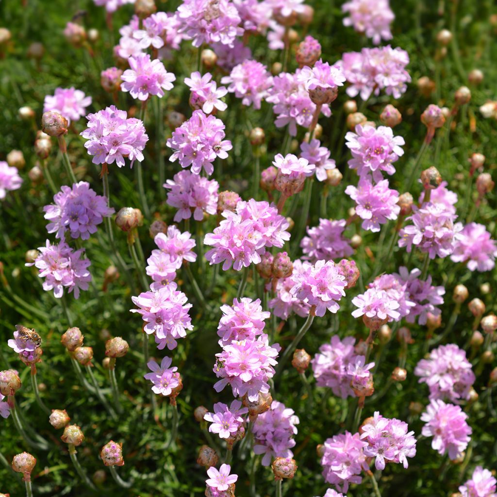 Armeria maritima Rosea - Strand-Grasnelke