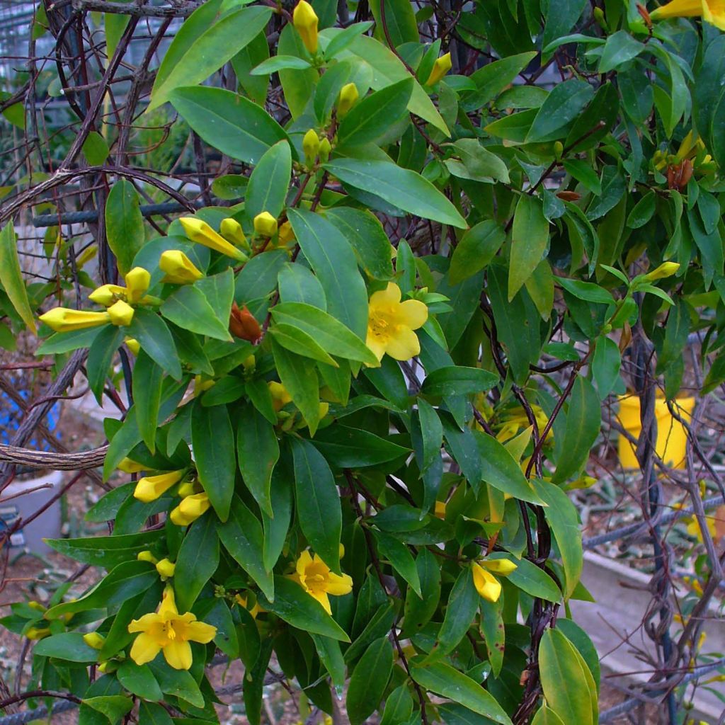 Jasminwurzel - Gelsemium sempervirens